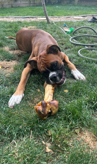 Large Ostrich Bones