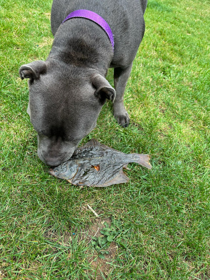 Flounder Fish