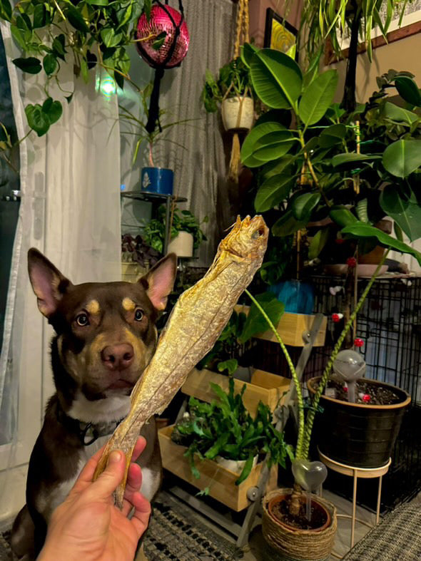 Whole Haddock
