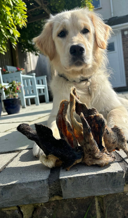 Hairy Lamb Ear