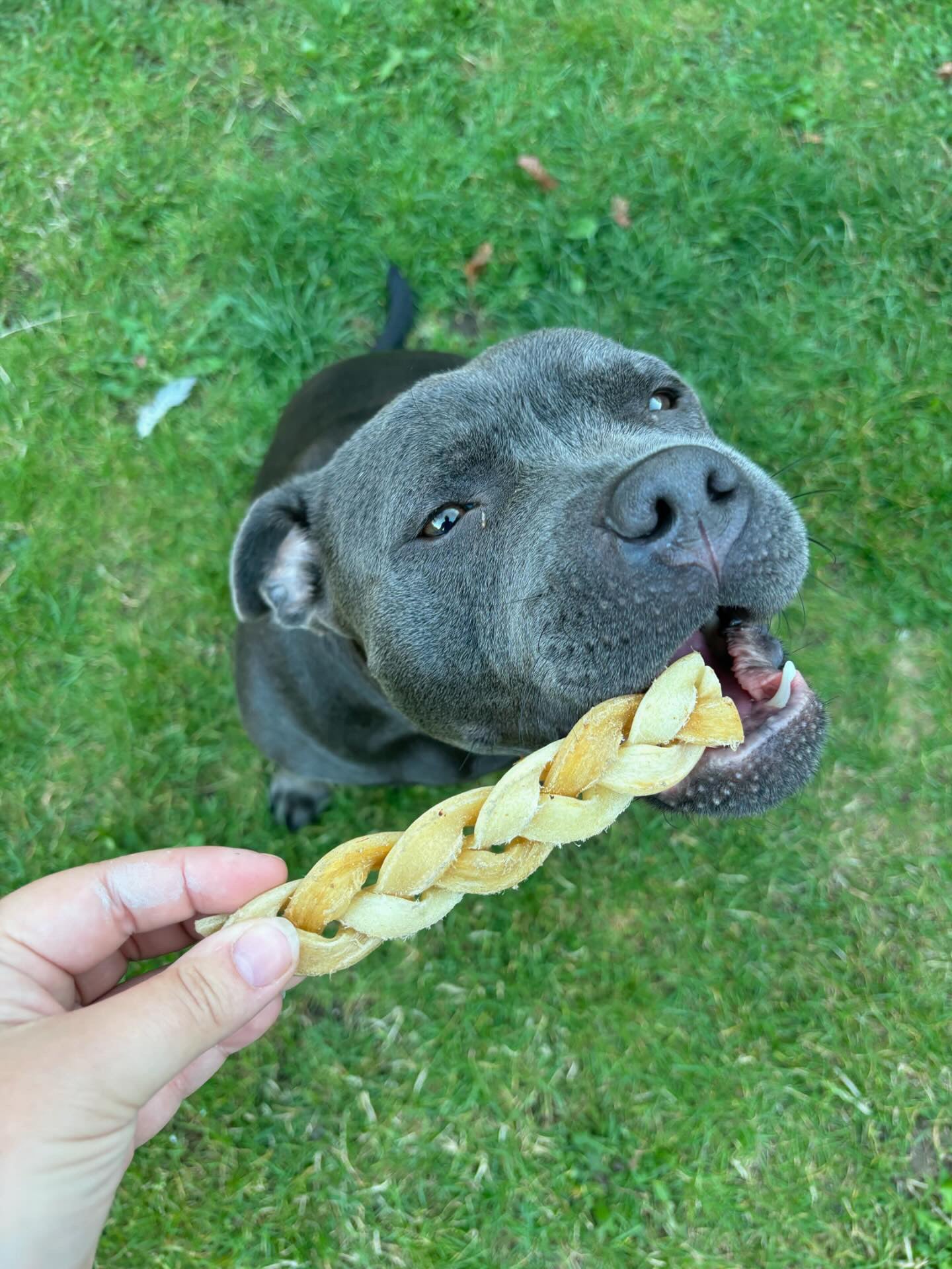 Lamb Braid