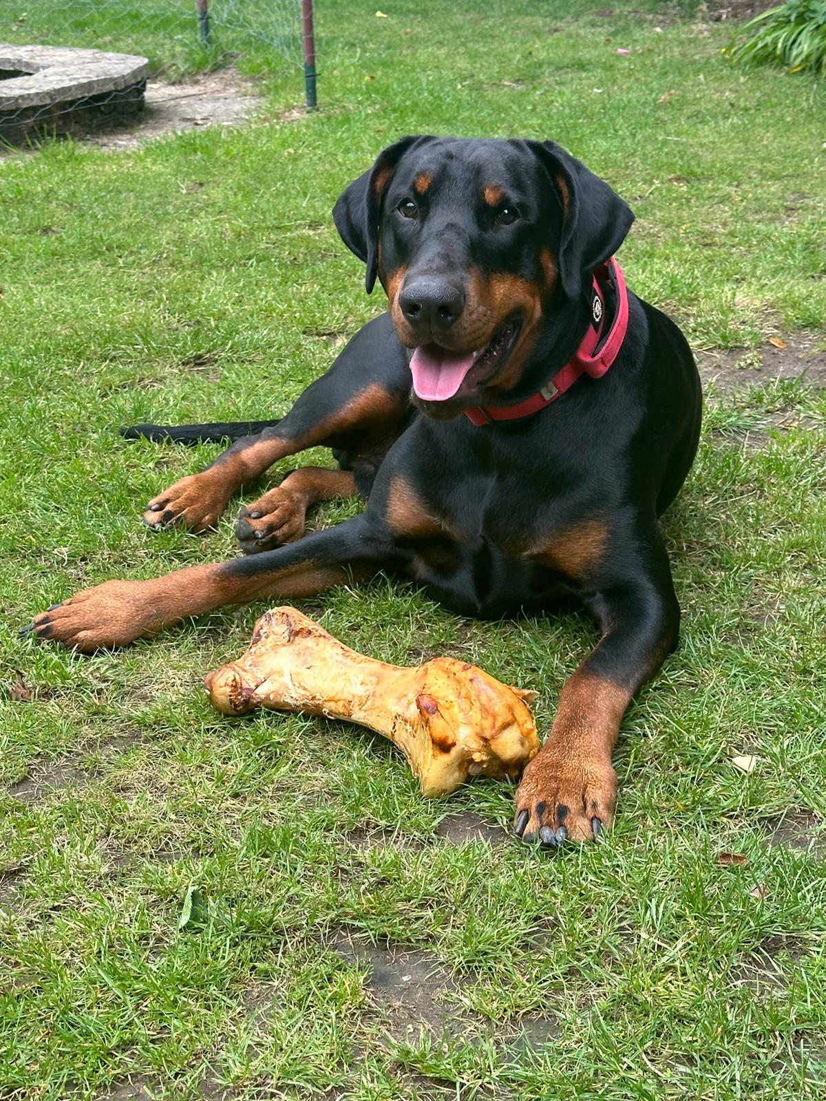 Large Ostrich Bones