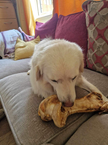 Large Ostrich Bones