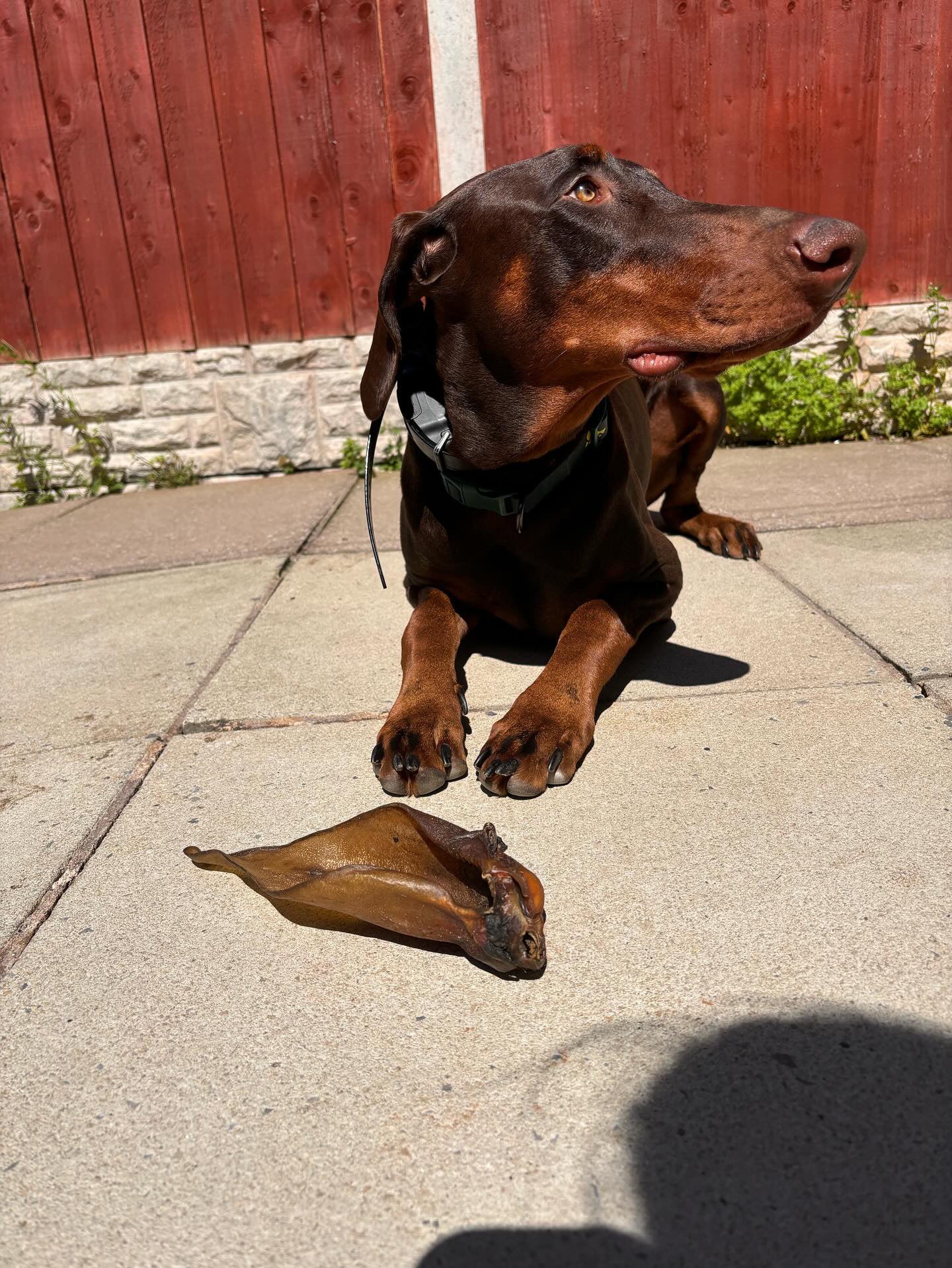 Large Cow Ear (No Fur)