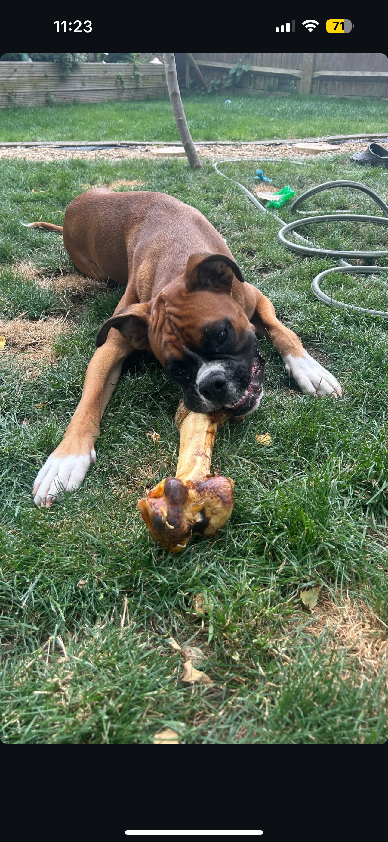 Large Ostrich Bones